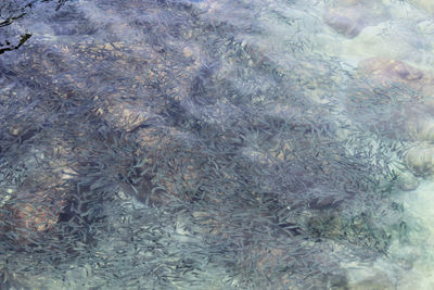 High angle view of turtle in water