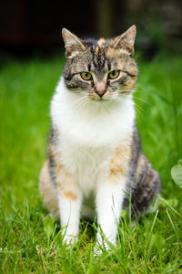 Obedient cat sits in grass. funny kitten face. domestic cat with green eyes and colourful head 