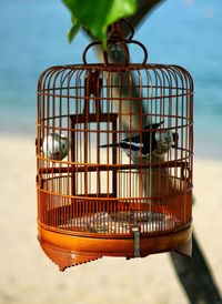 Birds in cage at beach