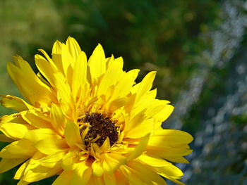 Close-up of yellow flower