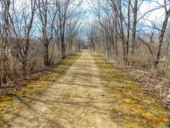 Road passing through forest