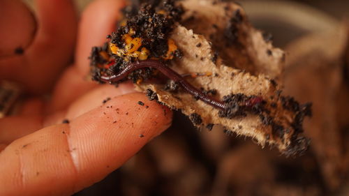 Cropped hand holding worms.