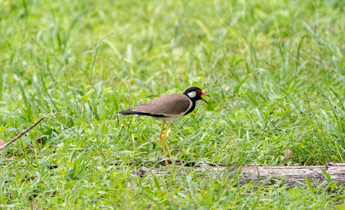 Bird perching on grass