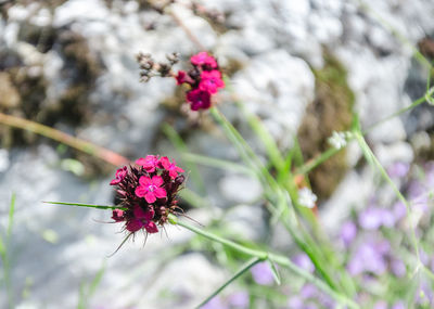 Close-up of pink flowering plant