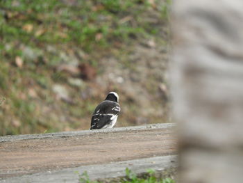 Close-up of bird perching on wood
