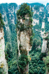 Scenic view of rocks in forest