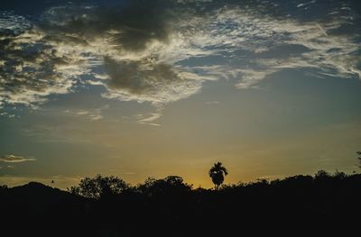 Silhouette trees against sky at night