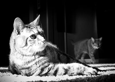 Portrait of cat sitting on carpet