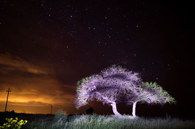 Fireworks on field against sky at night