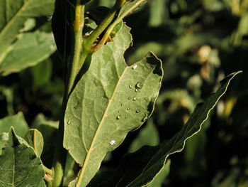 Close-up of insect on leaves