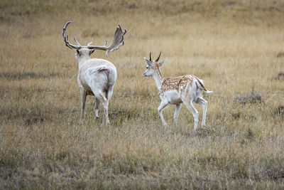 Deer in a field