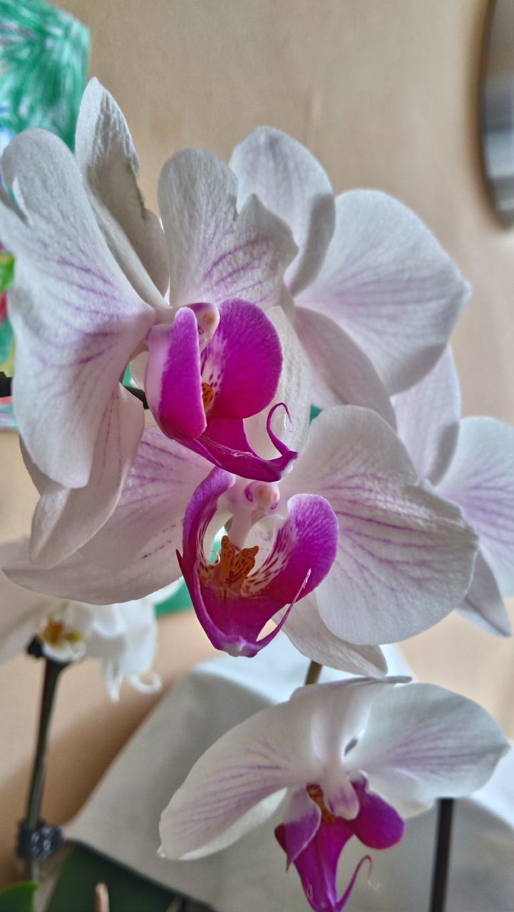 CLOSE-UP OF PINK ORCHIDS