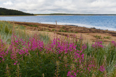 Pink flowering plants on land against sea