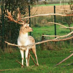 Deer on field in forest