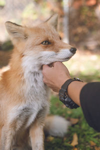 Cute northern fox - fox park in kitami city, hokkaido