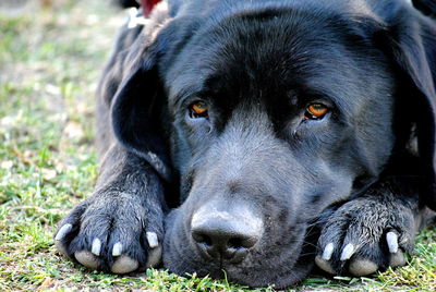 Close-up of dog on field