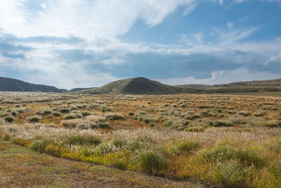 Scenic view of field against sky