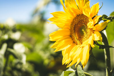 Close-up of yellow flower