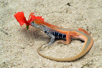 Close-up of a lizard on rock