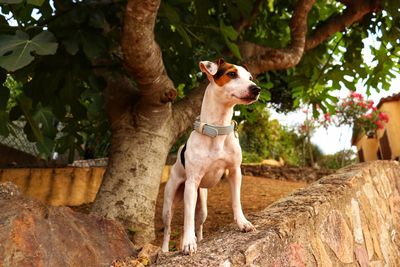 View of a dog looking away