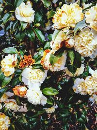 Close-up of white flowers blooming outdoors