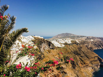 Scenic view of flowering plants against clear blue sky