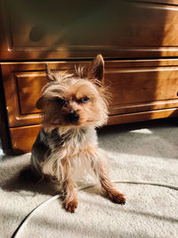 Portrait of dog sitting on floor