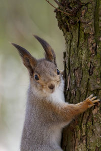 Close-up of squirrel