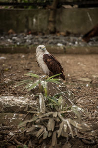 Close-up of eagle