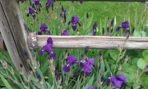 Purple flowers blooming on wood