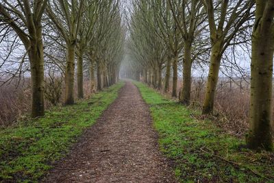 Dirt road amidst trees in forest