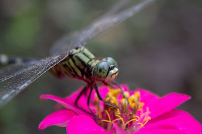 Dragonfly on flower with blurry background