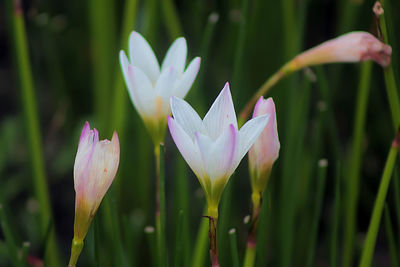 Close-up of purple crocus flowers on field