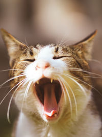 Close-up of a cat