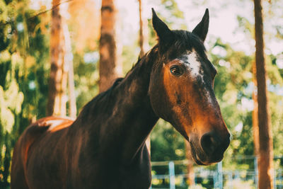 Close-up of horse