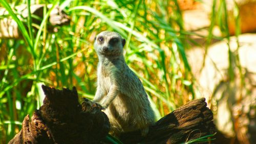 Close-up of meerkat on wood