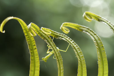 Praying mantis on leaf of fern