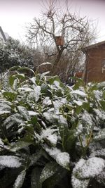 Plants and trees against sky during winter