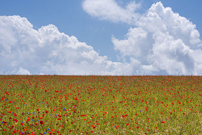 Scenic view of field against cloudy sky