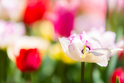 Close-up of pink flowering plant