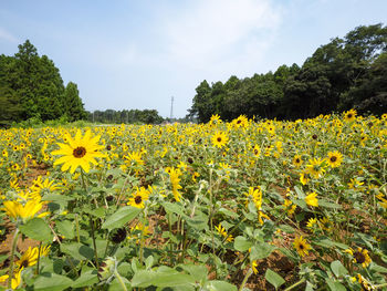 Scenic view of sunflower field against sky