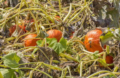 Close-up of orange flowering plants on field