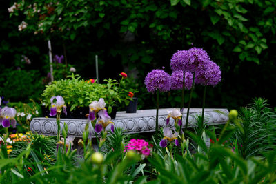 Purple flowering plants in park