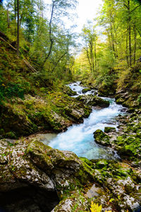 Scenic view of stream amidst trees in forest