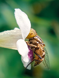 Close-up of insect on purple flower