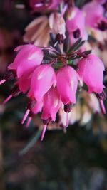 Close-up of pink flowers