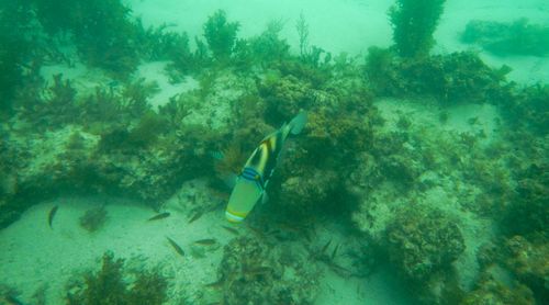 Fish swimming in sea