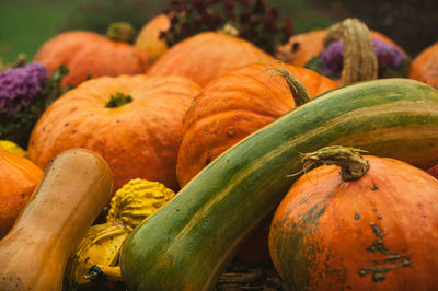 Shot of colourful pumpkins