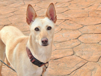 High angle portrait of dog on floor
