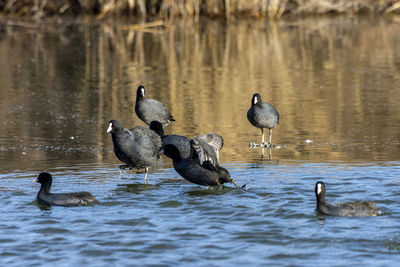 Ducks in a lake